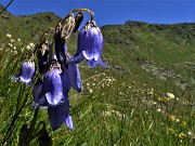 31 Campanula barbata 